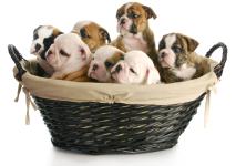 Basket full of puppies