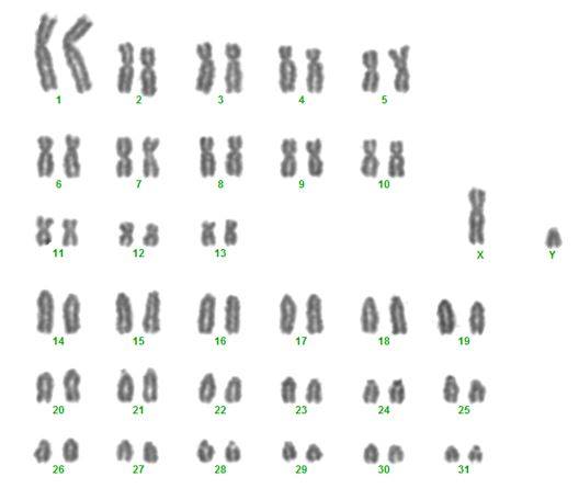 Horse Karyotype
