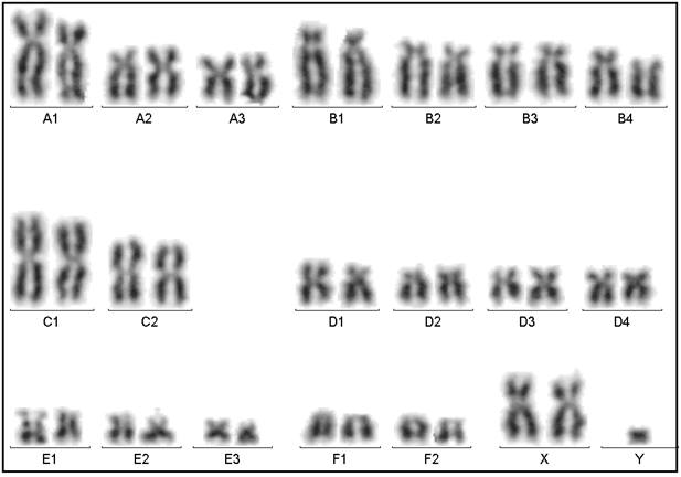 Karyotype of a Domestic Cat