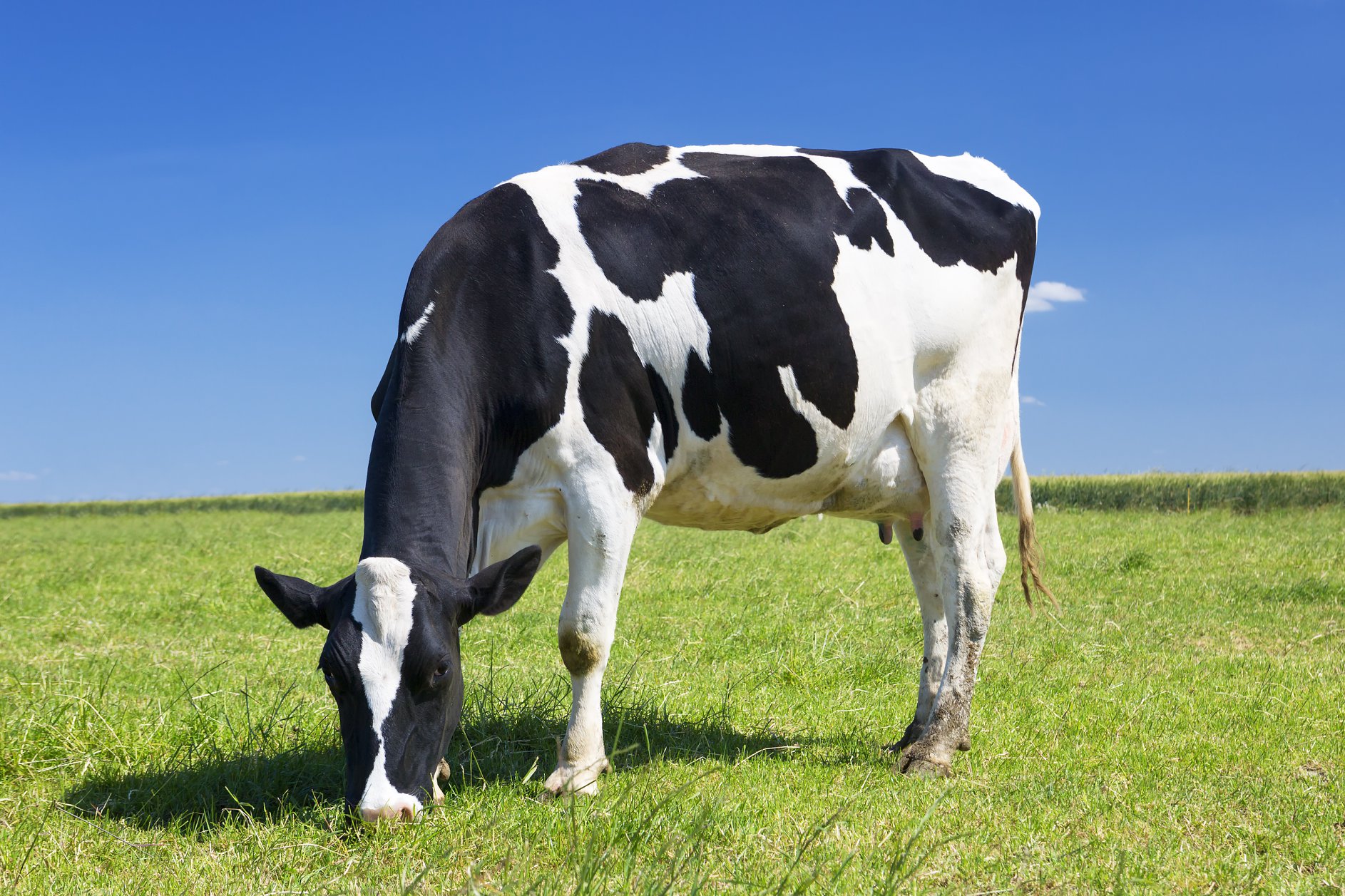 Holstein cow in pasture