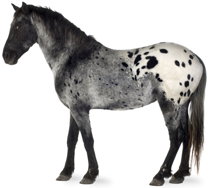 Black and white horse with leopard spotting