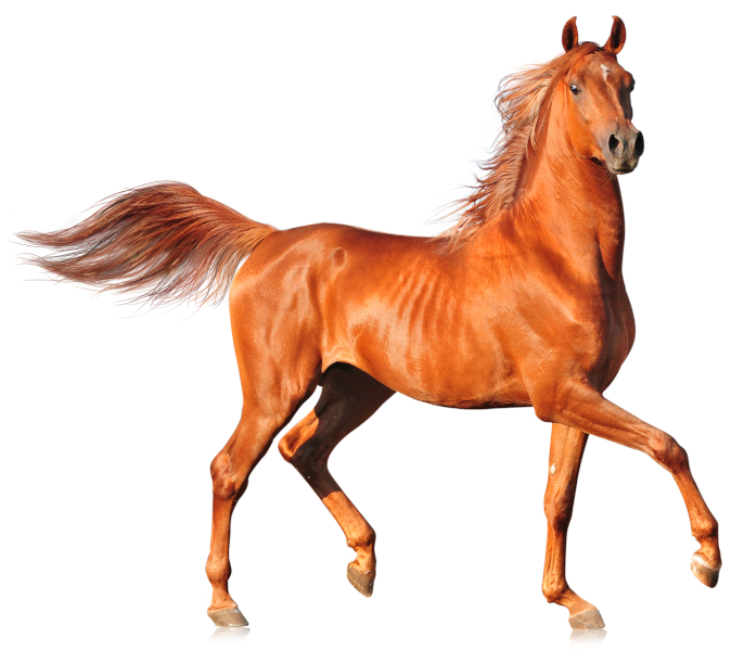 Arabian Horse with chestnut coat