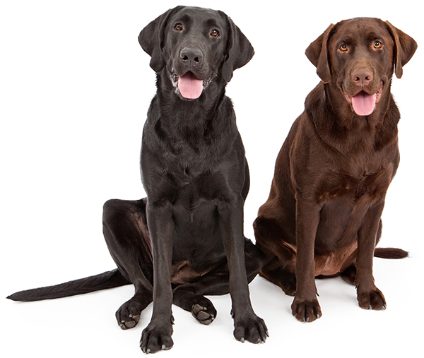 Black and Chocolate Labrador Retrievers