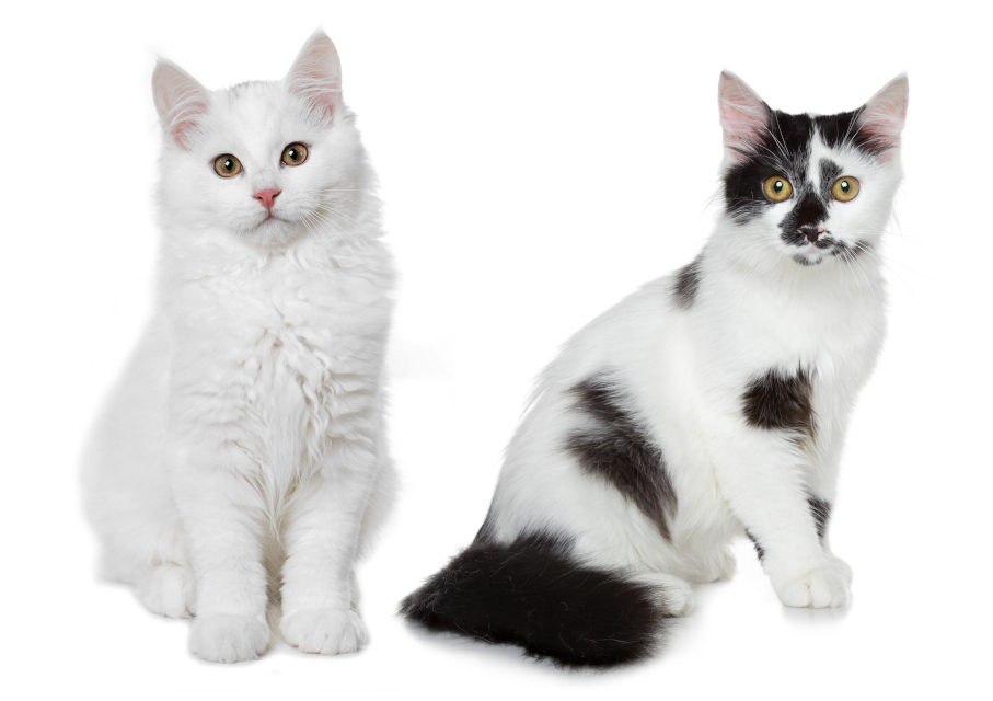 The Different Types of Black and White Cat Coat Patterns