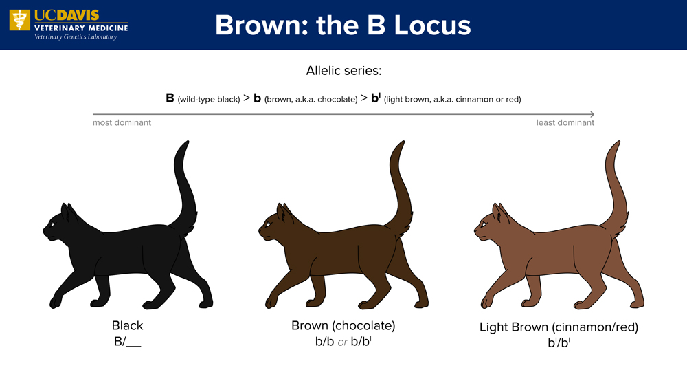 Cat coat color genetics: brown and cinnamon