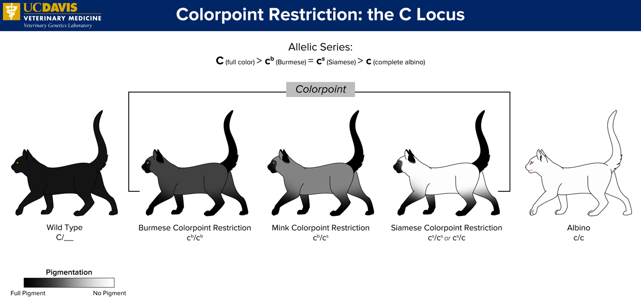 Cat coat color genetics: Colorpoint Restriction