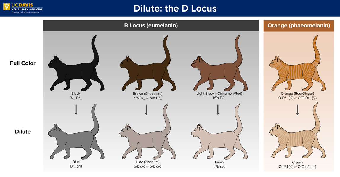 Cat coat color genetics: dilute