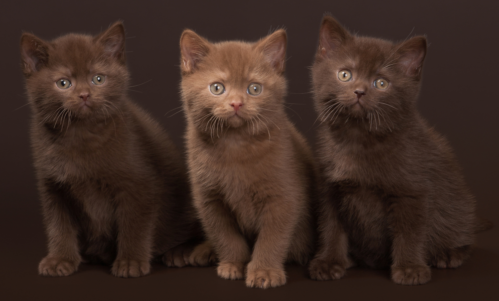 Chocolate and Cinnamon British Shorthair Kittens