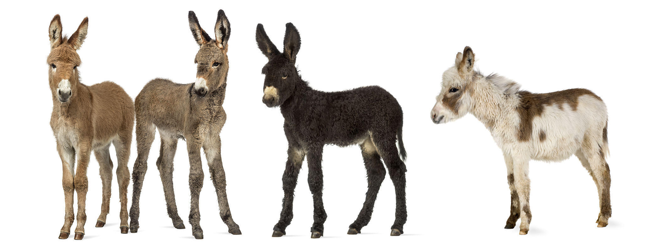 Donkeys with different coat colors and hair lengths