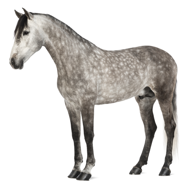 Gray Horse Example