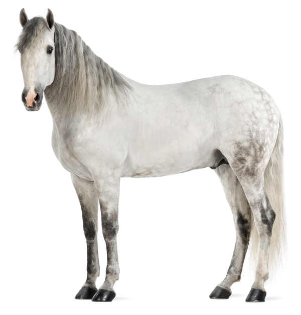 Gray Horse Example #2