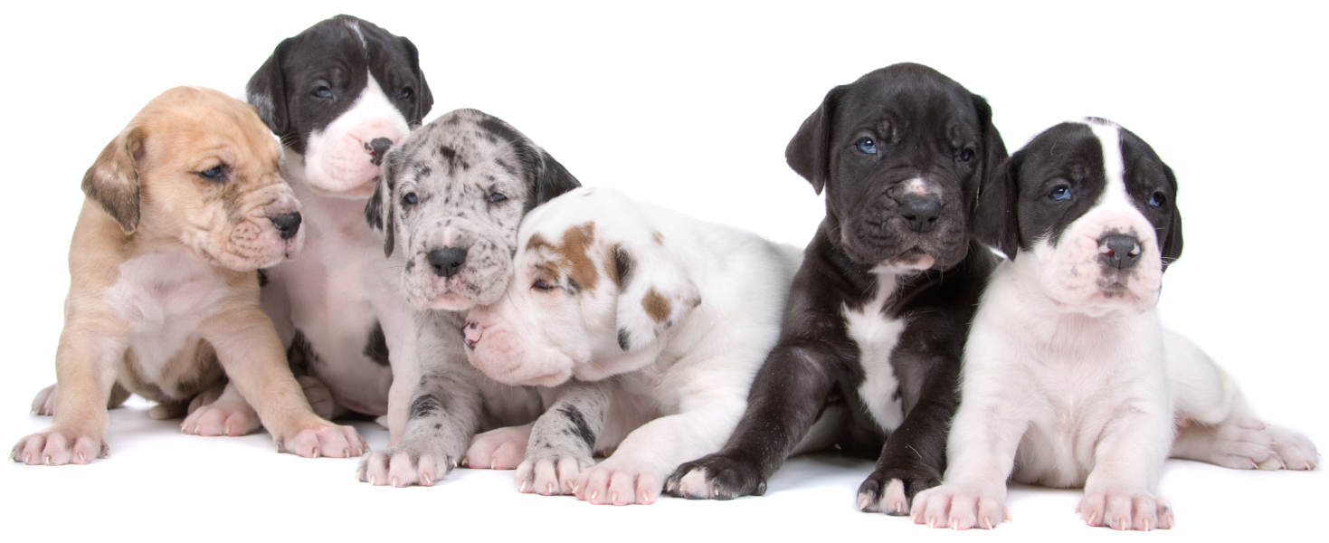 Group of colorful Great Dane puppies