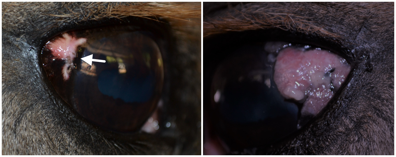 Squamous cell carcinoma in the eye of a Haflinger
