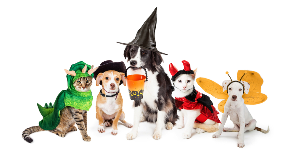Cats and Dogs in Costumes