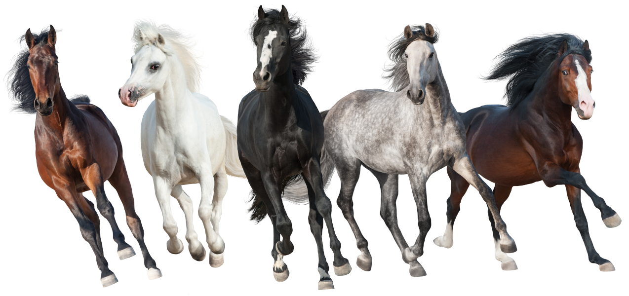 Herd of horses with different coat colors and markings