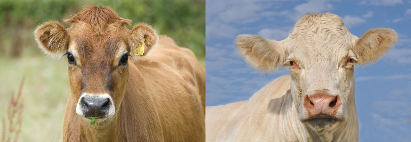 Jersey cow on left (Friesian-derived breed), Charolais cow on right (Celtic-derived breed)