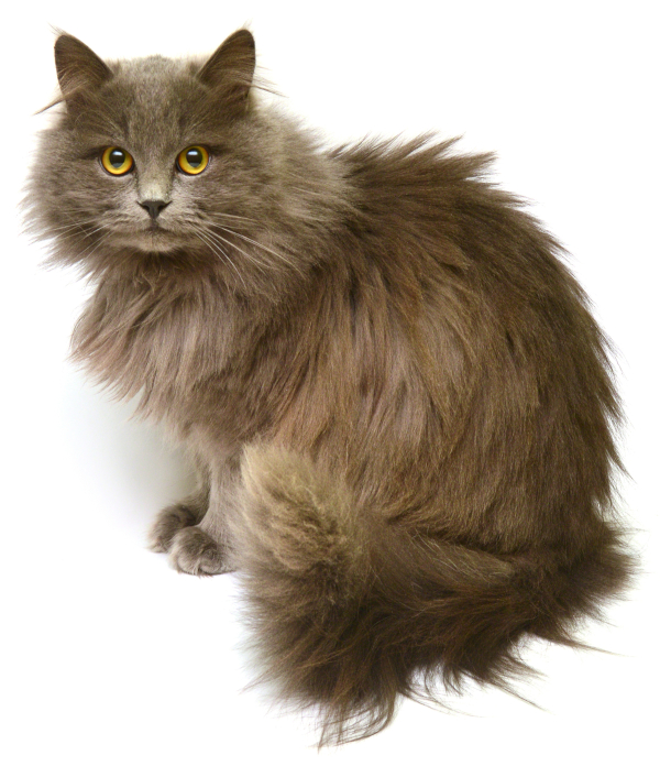 British Longhair cat