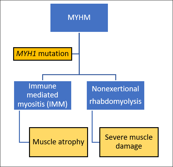 Diagram of how Myosin-heavy chain myopathy (MYHM) results in two distinct clinical disease presentations