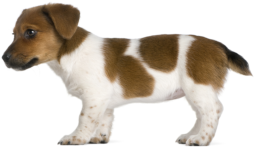 Jack Russell Terrier puppy with naturally bobbed tail
