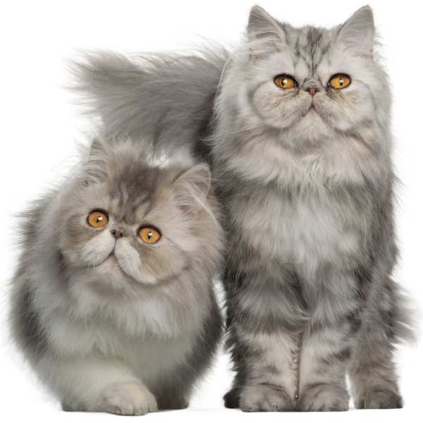 Two gray Persian cats