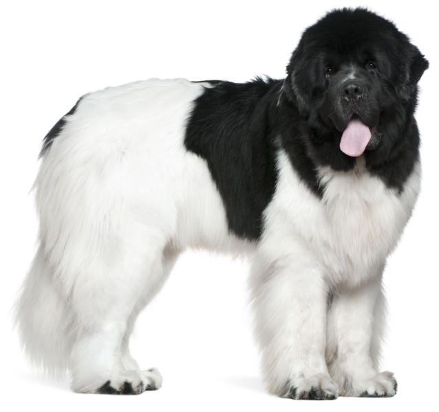 Piebald Newfoundland with black and white markings