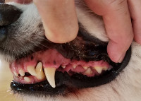 Photo of normal, healthy Samoyed teeth