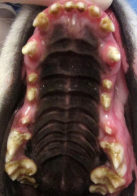 Photo showing discolored, worn teeth in a Samoyed with FEH