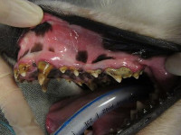 Photo showing discolored teeth of a Samoyed with FEH