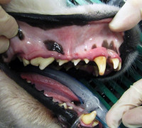 Photo showing cleaned up teeth from cosmetic dentistry on a Samoyed