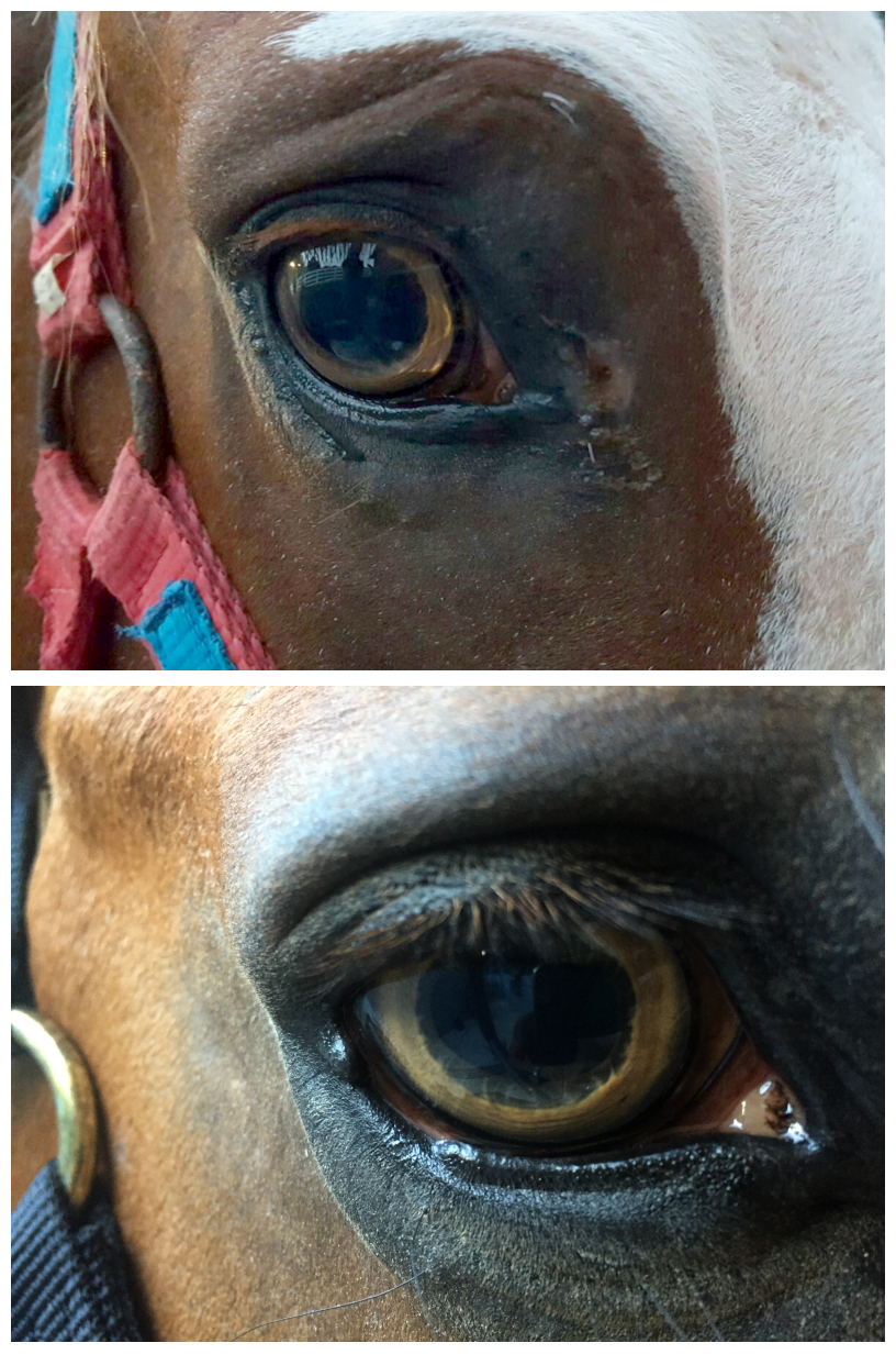 Closeup of yellow eye of horse homozygous for Tiger Eye 1 mutation and horse that is compound heterozygous for Tiger Eye 1 and Tiger Eye 2