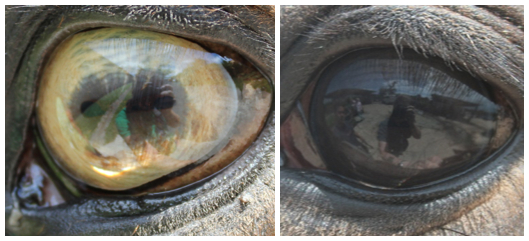 Yellow tiger-eye phenotype on left, dark brown wild type phenotype on right