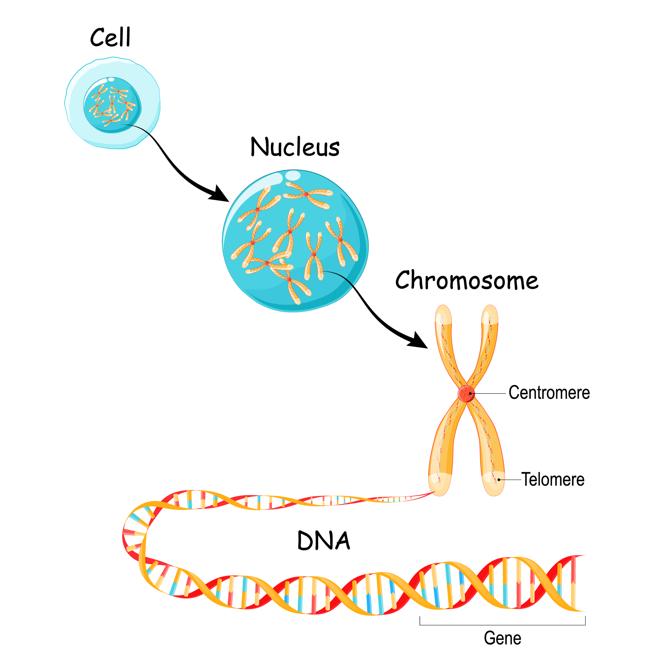 Image showing DNA structure and location in a cell
