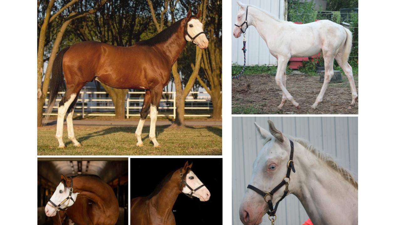 Photos of a bay Thoroughbred stallion with white face and legs, and his all-white offspring with blue eyes