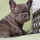 French Bulldog puppy with the cocoa coat color