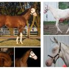 Photos of a bay Thoroughbred stallion with white face and legs, and his all-white offspring with blue eyes