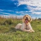 An Italian Spinone dog laying down in a grassy field with a beautiful blue sky