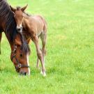 American Quarter horse and her foal grazing in a grassy area.
