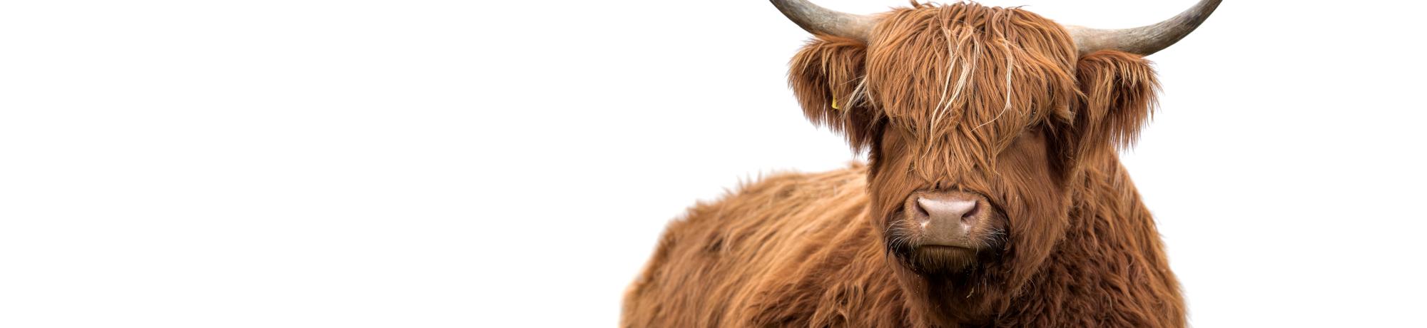 Cattle DNA Sampling - Scottish Highland Cattle