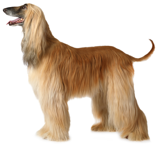 Tan-colored Afghan Hound with long coat