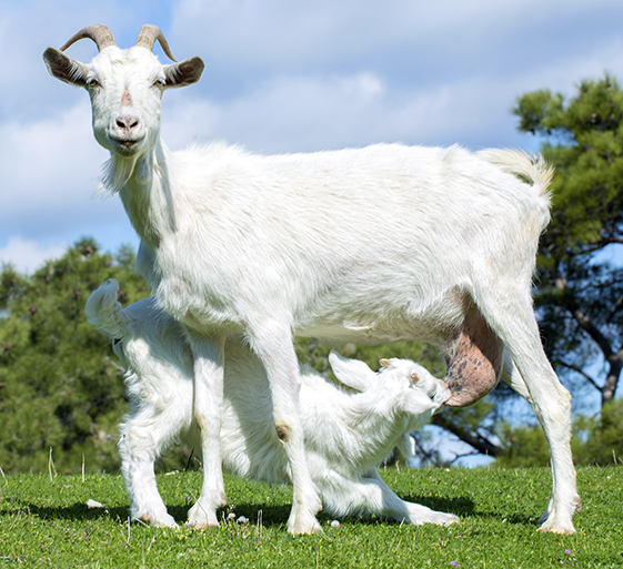 Goat nursing kid