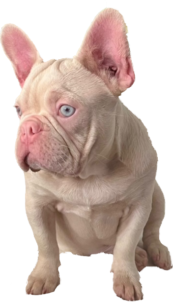 Albino French Bulldog
