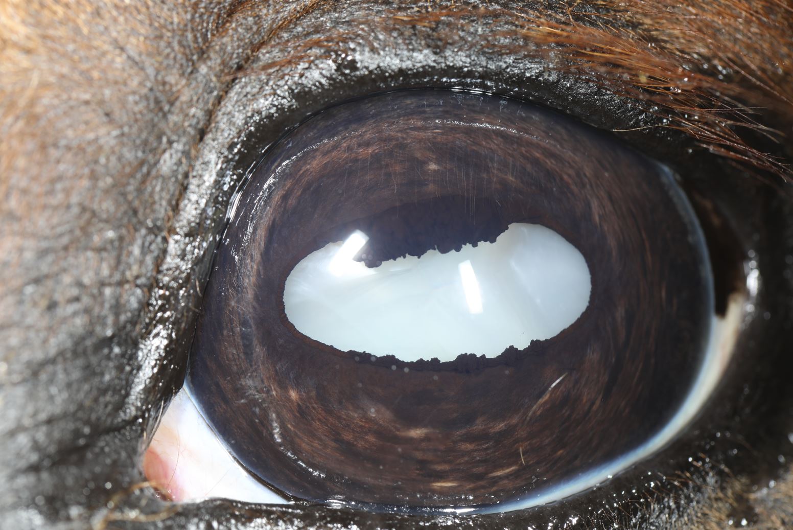 Closeup image of a horse's eye with cataracts.