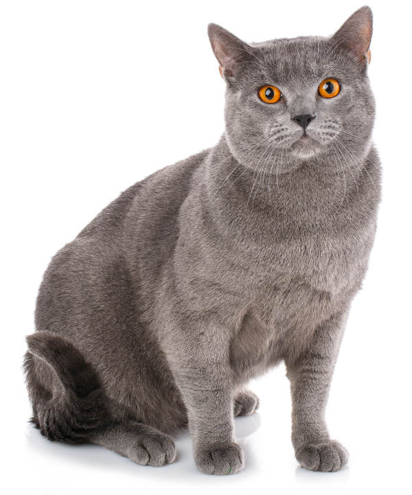 Dilute coat color in a Chartreux cat
