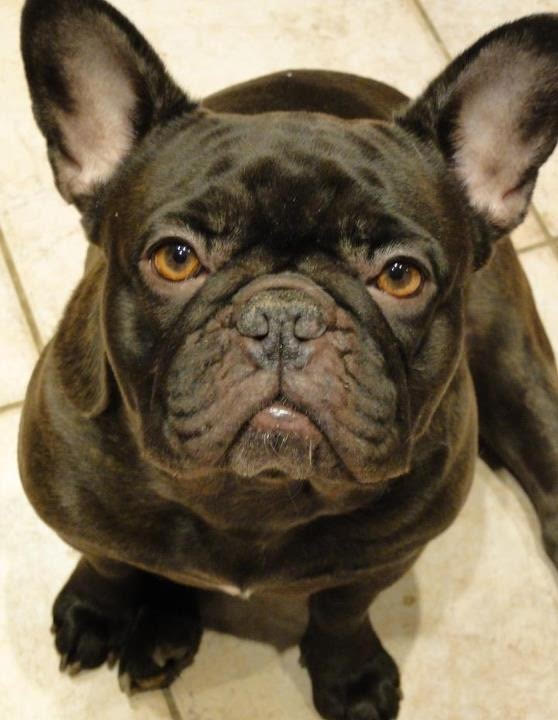 French bulldog with cocoa coat color