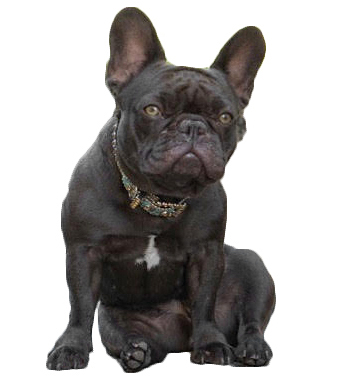 French Bulldog with cocoa coat color