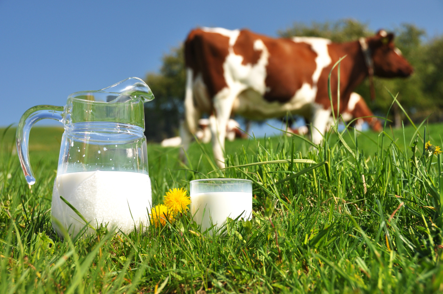 Red and white cow in a field with milk jug in foreground