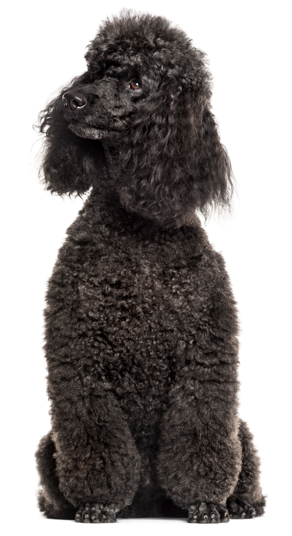 Black Poodle with a curly coat