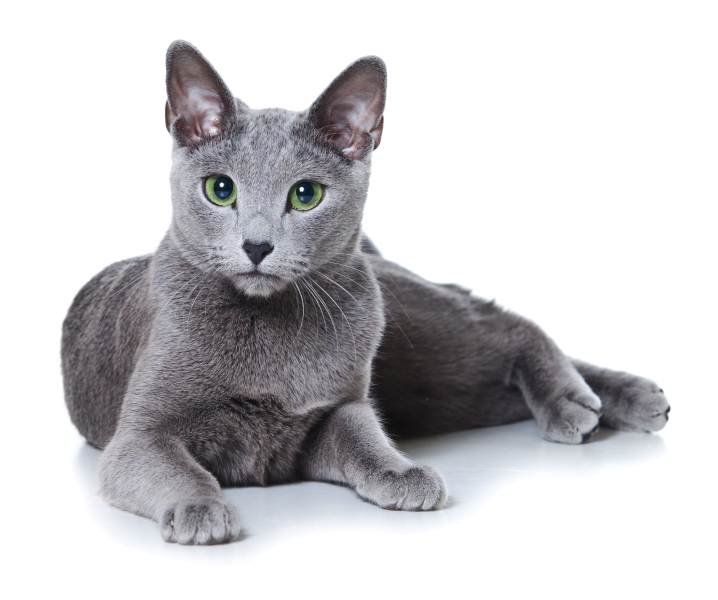 Dilute coat color on a Russian Blue cat