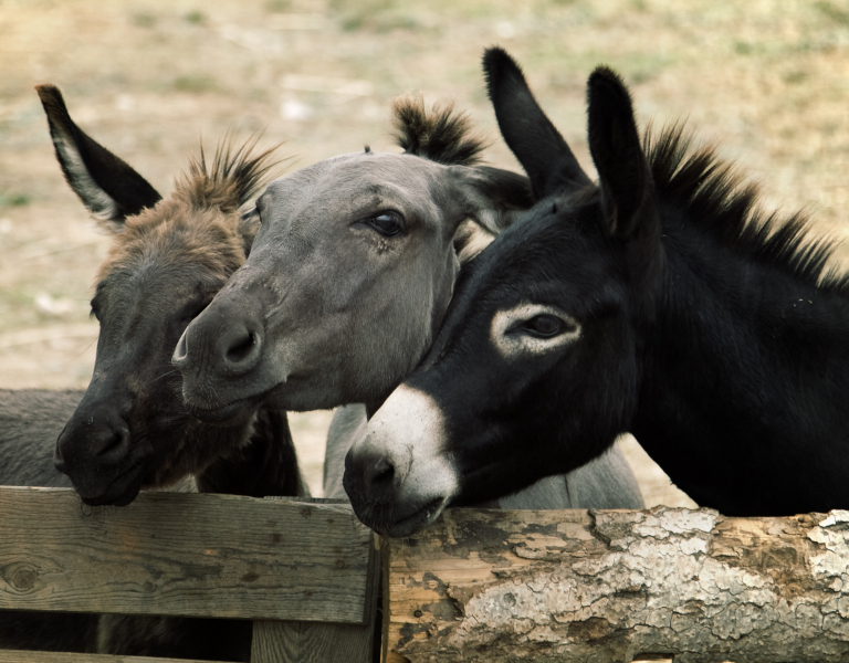 Three donkeys, two with no light points and one with light points