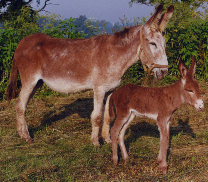 Pair of sorrel Mammoth Jack donkeys